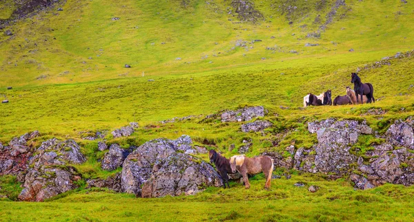 Icelandic ponies — Stock Photo, Image