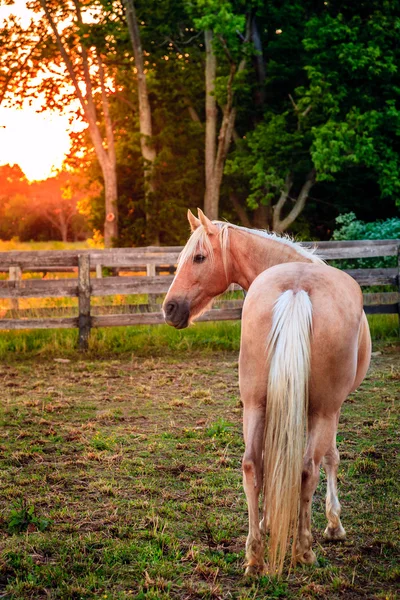 夕暮れ時のフェンスで馬 — ストック写真