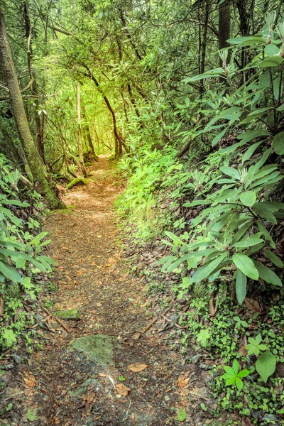 Sendero de rastreo cerca del río Cumberland —  Fotos de Stock