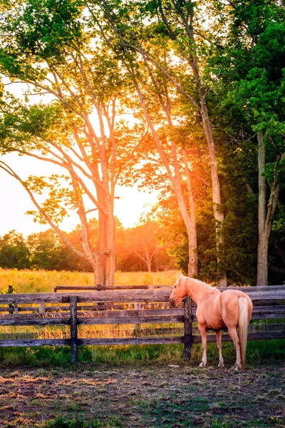 Cavallo vicino alla recinzione al tramonto — Foto Stock