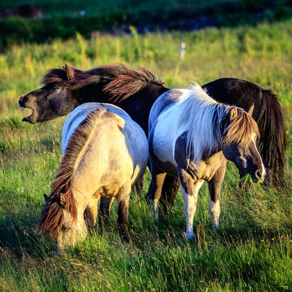 Ponnyerna betar på gården — Stockfoto