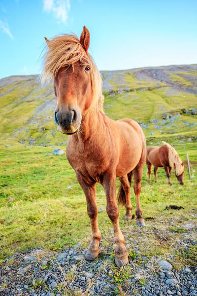 Pony grazing on farm — Stock Photo, Image