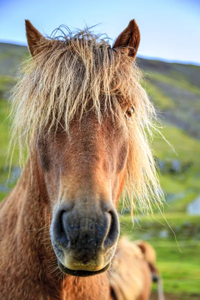 Pony grazing on farm — Stock Photo, Image