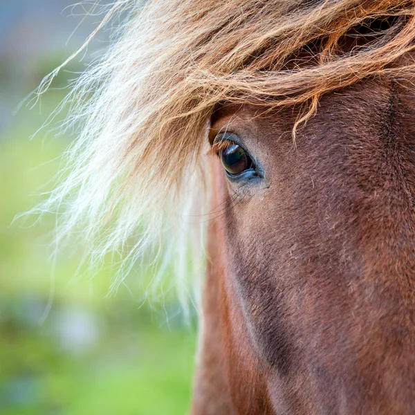 Poník na farmě — Stock fotografie