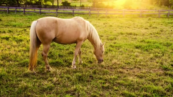 Bellissima cavalla palomino in agriturismo — Video Stock