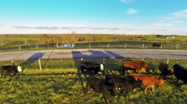 İnekler çiftlikte çit çalışan