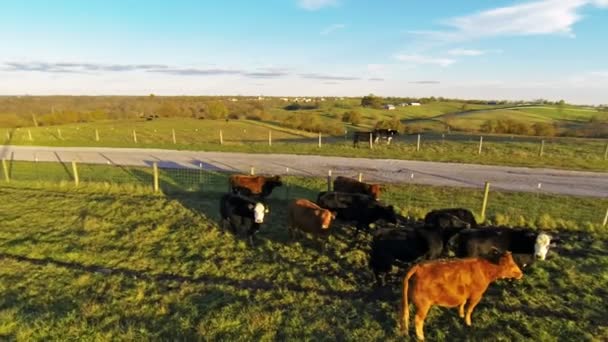 Kor nära stängslet i kentucky — Stockvideo