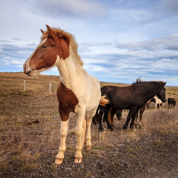 Icelandic ponies — Stock Photo, Image