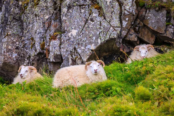Ovinos em Northwestern Islândia — Fotografia de Stock