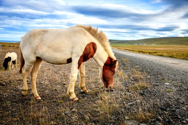 Pônei na estrada de cascalho remoto — Fotografia de Stock