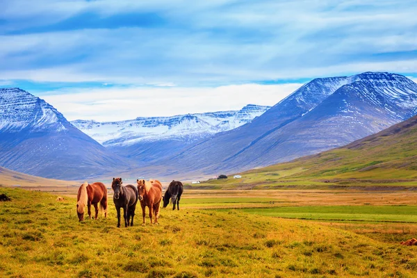 Pony 's in de wei — Stockfoto