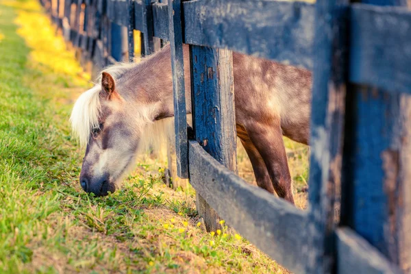 Pony is reaching for greener grass — Stock Photo, Image