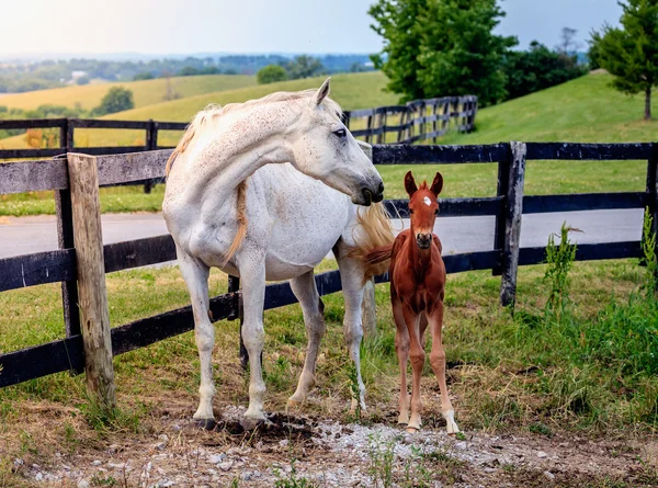 Mamma häst med hennes colt — Stockfoto