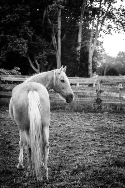 Gyönyörű palomino ló — Stock Fotó