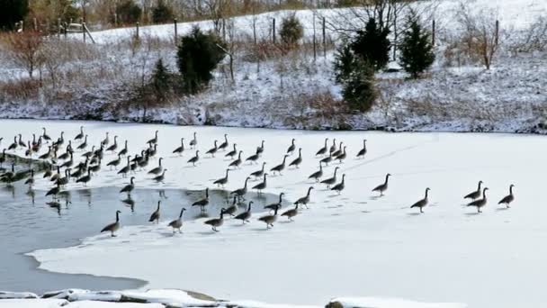 Canadian geese on small lake — Stock Video © alexeys #61567169
