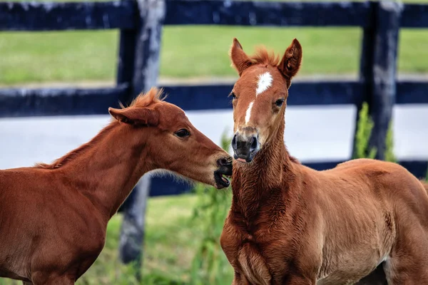 Zwei Hengstfohlen — Stockfoto