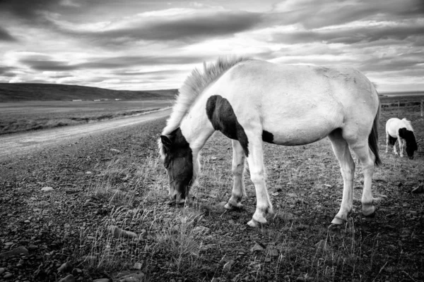 Pônei islandês em uma estrada de cascalho — Fotografia de Stock