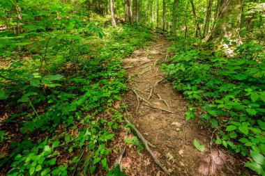 Red River Gorge sağlam iz