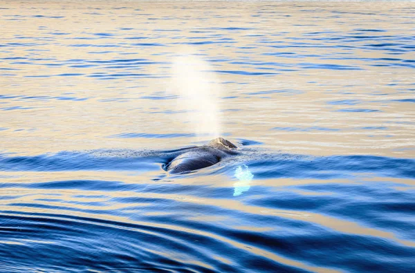 Горбатий кит дме воду — стокове фото