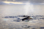 Картина, постер, плакат, фотообои "diving humpback whales", артикул 64450771