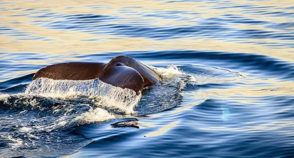 Humpback whale in the Skjalfandi  Bay — Stock Photo, Image