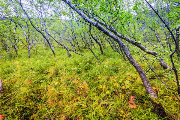 Floresta insular em Asbyrgr — Fotografia de Stock