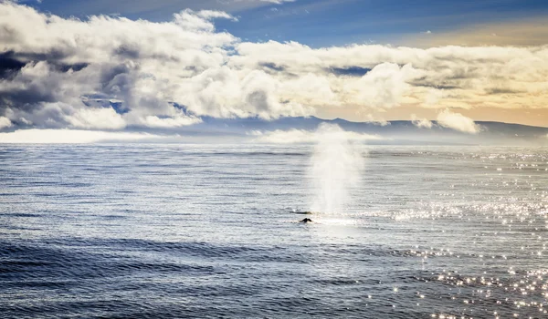 Ballena jorobada que sopla agua en la bahía de Skjalfandi — Foto de Stock