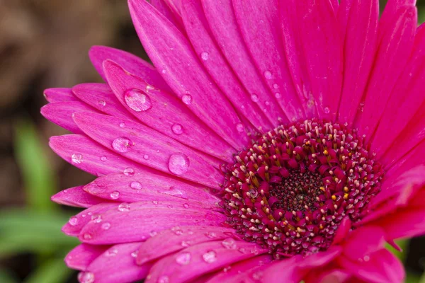 Rosa flor de margarita con gotas de lluvia —  Fotos de Stock