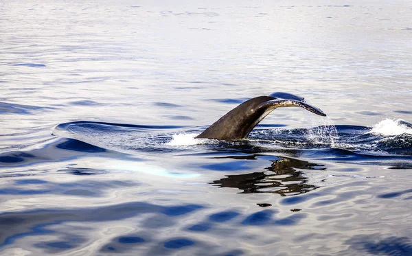 Buceo ballena jorobada — Foto de Stock