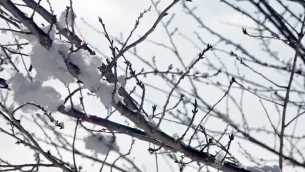 Neve em galhos de árvore — Vídeo de Stock