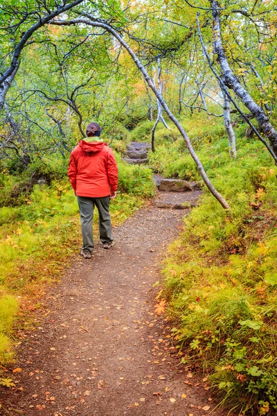 Asbyrgi forest — Stock Photo, Image