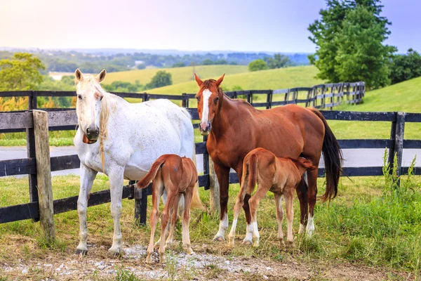 Cavalos-mãe com potros — Fotografia de Stock