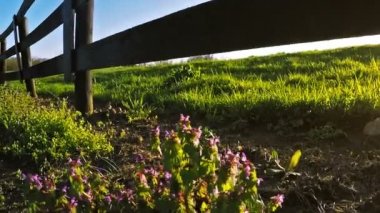 Bluegrass at çiftliği