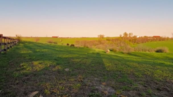 Central Kentucky horse farm — Stock Video