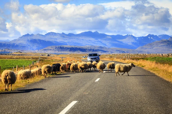 Besättningen av får korsar motorvägen — Stockfoto