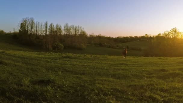 Koń na farmie na zachodzie słońca — Wideo stockowe