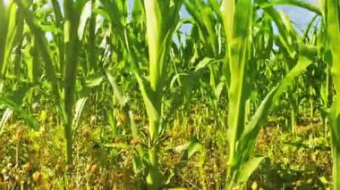 geçit Central Kentucky Mısır tarlasında gözden kaçırmak