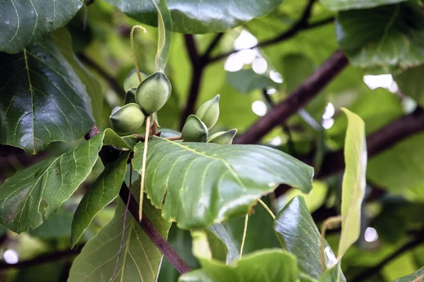 Green almonds on a tree brunch — Stock Photo, Image