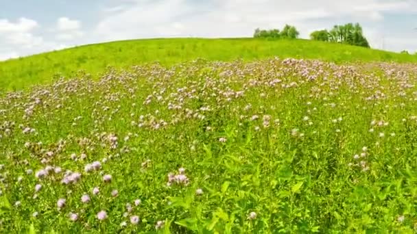 Chwasty kwiaty w polu — Wideo stockowe