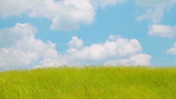Vent sur champ d'herbe 