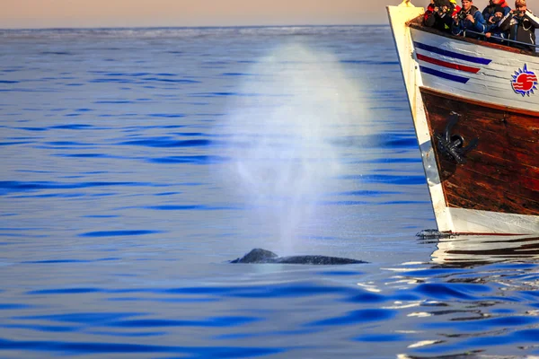 Walvis kijken excursie — Stockfoto