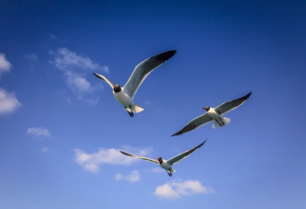 Three Laughing Gulls — Stock Photo, Image