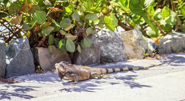 Green iguana on a sidewalk — Stock Photo, Image