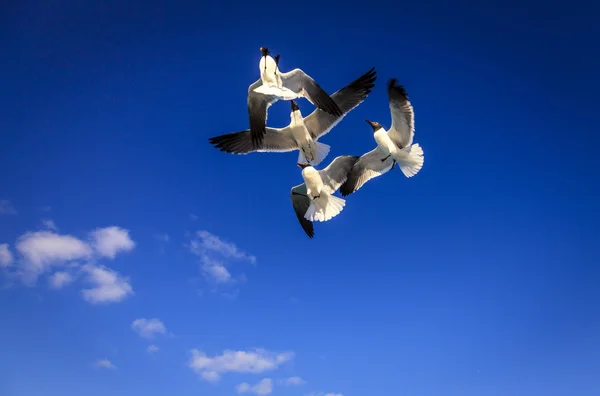 Gaivotas lutando por pedaços de pão — Fotografia de Stock