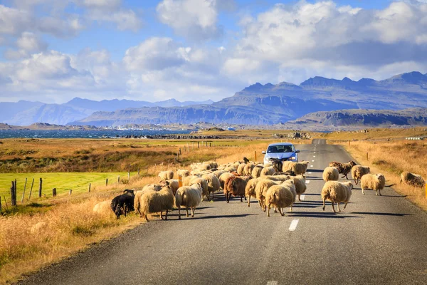 En besättning av får passerar motorvägen — Stockfoto