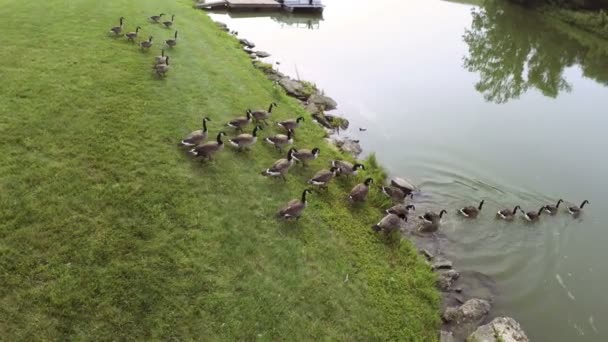 Kanada kazları gölde — Stok video