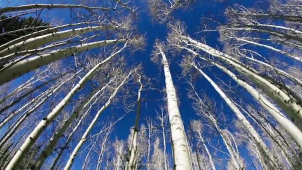 Regardant le ciel dans la forêt de peupliers faux-trembles — Video