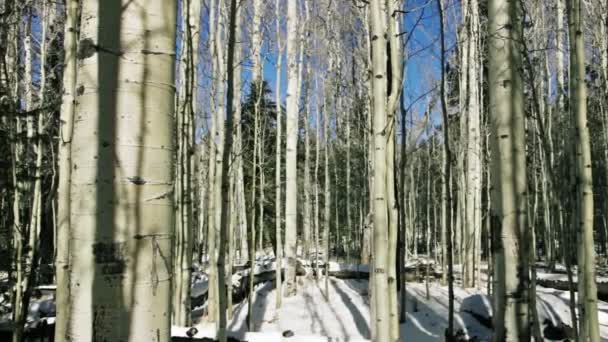 Guardando il cielo nella foresta di pioppi — Video Stock