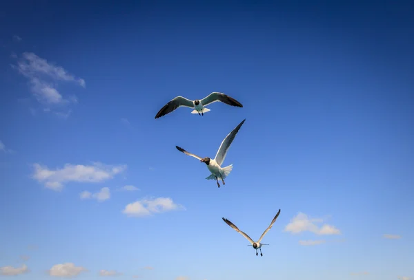 Três gaivotas risonhas — Fotografia de Stock