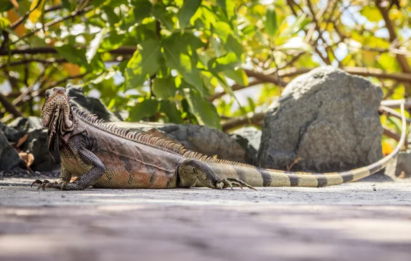 Iguana verde em uma calçada — Fotografia de Stock